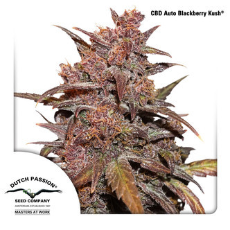CBD Auto Blackberry Kush (Dutch Passion) feminiserede cannabisfr&oslash;