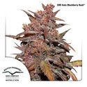 CBD Auto Blackberry Kush (Dutch Passion) Feminiserede