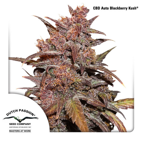 CBD Auto Blackberry Kush (Dutch Passion) Feminiserede