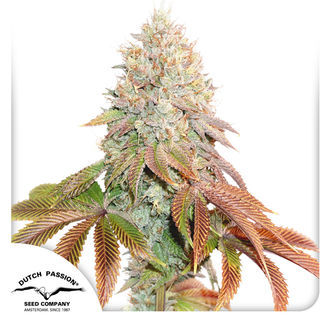 Auto Banana Blaze (Dutch Passion) Feminiserede