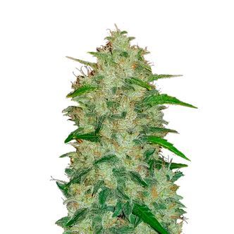 Original Auto Chemdawg (FastBuds) feminiserede