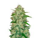 Original Auto Chemdawg (FastBuds) Feminiserede