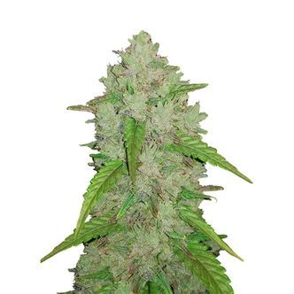 Original Auto Amnesia Haze (FastBuds) feminiserede