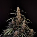 Original Auto Amnesia Haze (FastBuds) Feminiserede