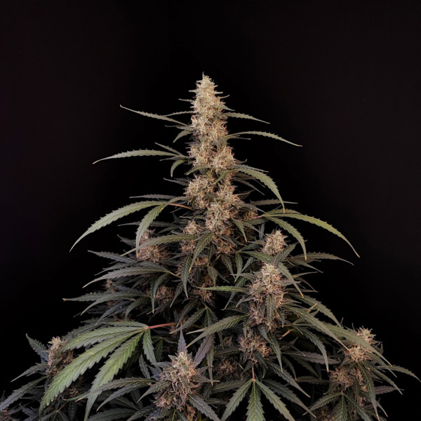 Original Auto Amnesia Haze (FastBuds) Feminiserede