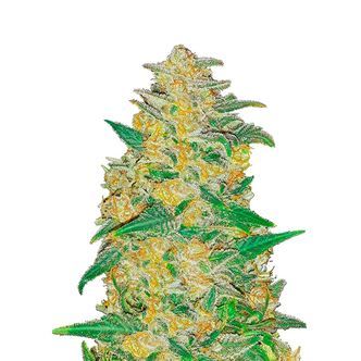 Original Auto AK (FastBuds) feminiserede
