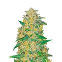 Original Auto AK (FastBuds) Feminiserede