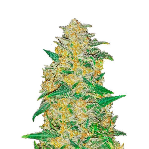 Original Auto AK (FastBuds) Feminiserede