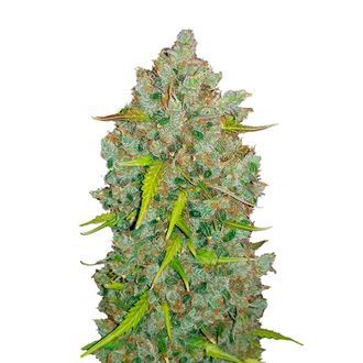 Original Auto BubbleGum (FastBuds) Feminisede