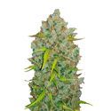 Original Auto BubbleGum (FastBuds) Feminisede
