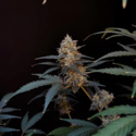 Original Auto BubbleGum (FastBuds) Feminisede