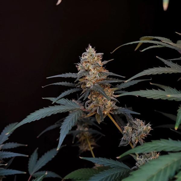 Original Auto BubbleGum (FastBuds) Feminisede