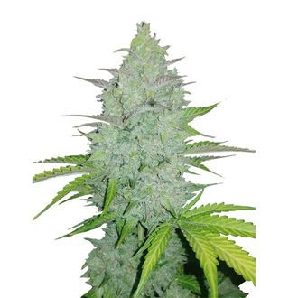 Original Auto Cheese (FastBuds) Feminiserede