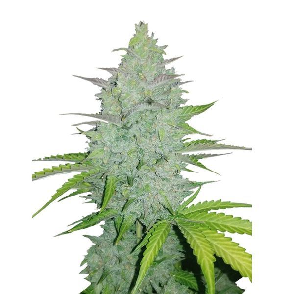 Original Auto Cheese (FastBuds) Feminiserede