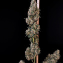 Original Auto Cheese (FastBuds) Feminiserede