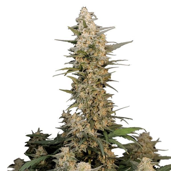 Original Auto Critical (FastBuds) Feminiserede