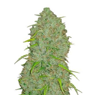 Original Auto Jack Herer (FastBuds) feminiserede