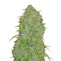 Original Auto Jack Herer (FastBuds) Feminiserede