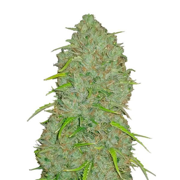 Original Auto Jack Herer (FastBuds) Feminiserede