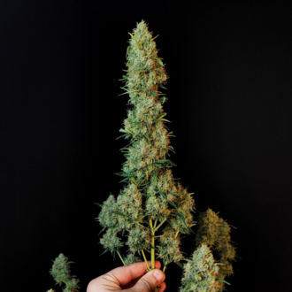 Original Auto Jack Herer (FastBuds) Feminiserede