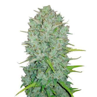 Original Auto Northern Lights (FastBuds) Feminiserede