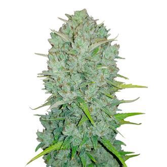 Original Auto Northern Lights (FastBuds) Feminiserede
