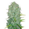 Original Auto Northern Lights (FastBuds) Feminiserede