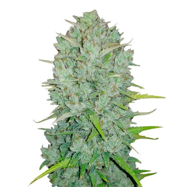 Original Auto Northern Lights (FastBuds) Feminiserede
