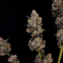 Original Auto Northern Lights (FastBuds) Feminiserede