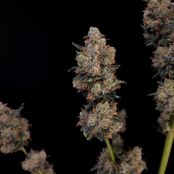 Original Auto Northern Lights (FastBuds) Feminiserede