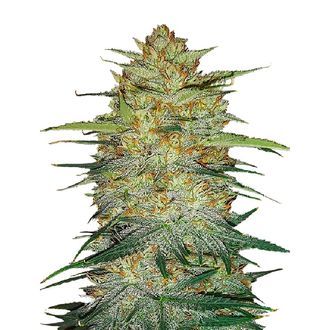 Original Auto OG Kush (FastBuds) Feminiserede