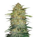 Original Auto OG Kush (FastBuds) Feminiserede