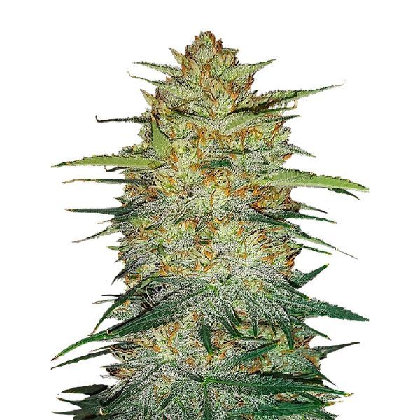 Original Auto OG Kush (FastBuds) Feminiserede