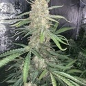 Original Auto OG Kush (FastBuds) Feminiserede