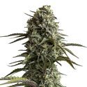 Original Auto Skunk (FastBuds) Feminiserede