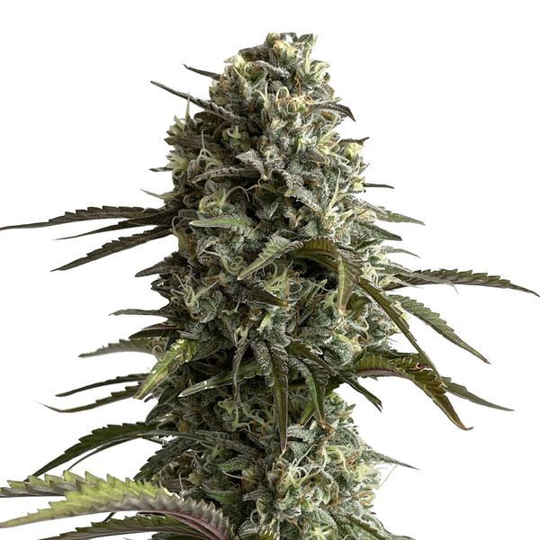 Original Auto Skunk (FastBuds) Feminiserede