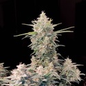 Original Auto Skunk (FastBuds) Feminiserede