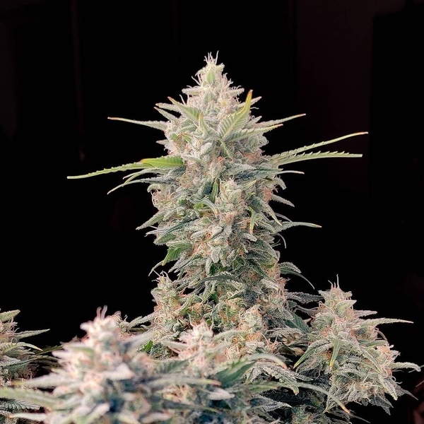 Original Auto Skunk (FastBuds) Feminiserede