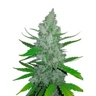 Original Auto Sour Diesel (FastBuds) feminiserede
