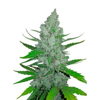 Original Auto Sour Diesel (FastBuds) Feminiserede
