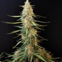 Original Auto Sour Diesel (FastBuds) Feminiserede