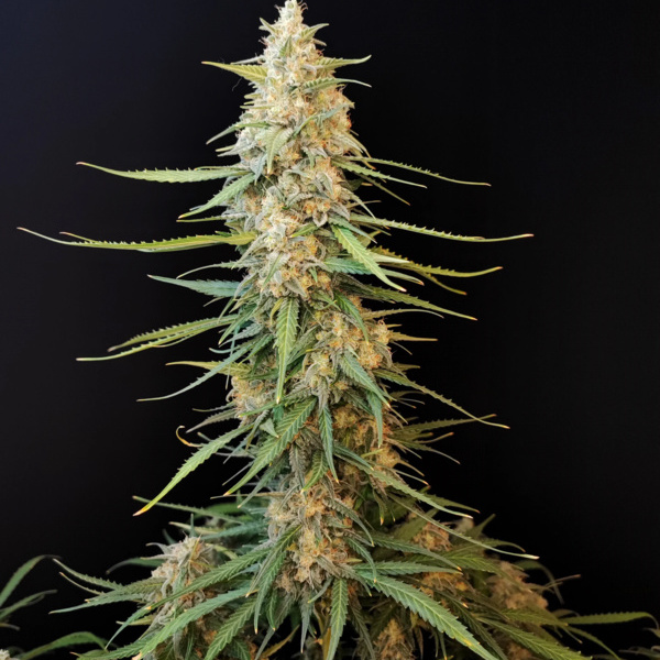 Original Auto Sour Diesel (FastBuds) Feminiserede