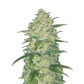 Original Auto White Widow (FastBuds) Feminiserede