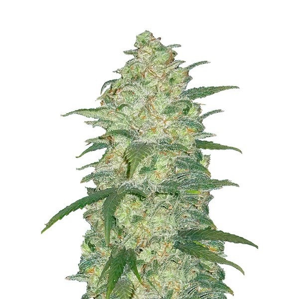Original Auto White Widow (FastBuds) Feminiserede