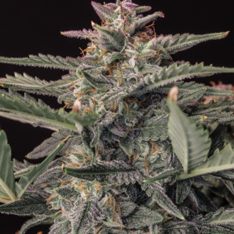 Original Auto White Widow (FastBuds) Feminiserede