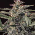 Original Auto White Widow (FastBuds) Feminiserede