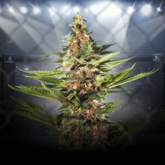 ZZ Punch (Royal Queen Seeds x Zamnesia) Feminiserede