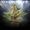ZZ Punch (Royal Queen Seeds x Zamnesia) Feminiserede