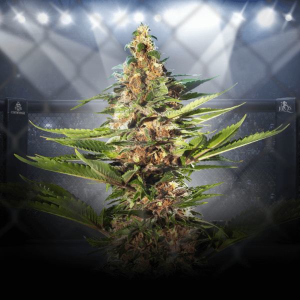 ZZ Punch (Royal Queen Seeds x Zamnesia) Feminiserede