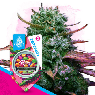 Runtz (Zamnesia Seeds) Feminiserede